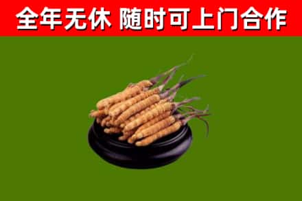 范市回收冬虫夏草