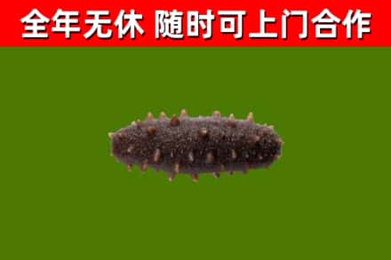 范市回收海参干